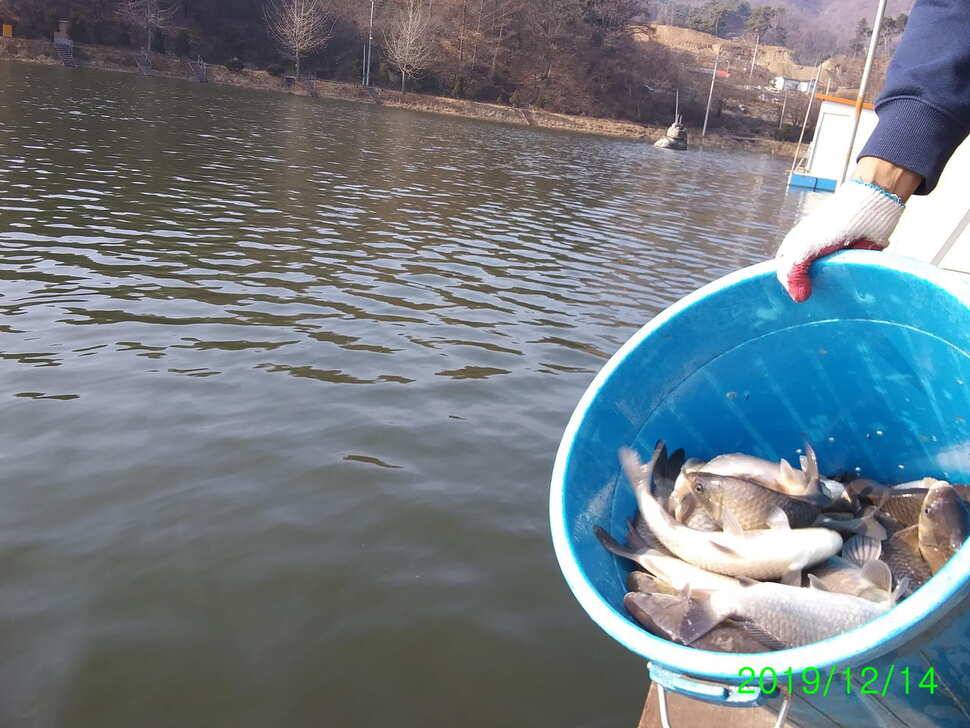 양평 힐링 수곡낚시터 주말 조황 및 붕어 방류 중형좌대 방한천막 추가설치 (유료터정보 - 유료터점주조황)
