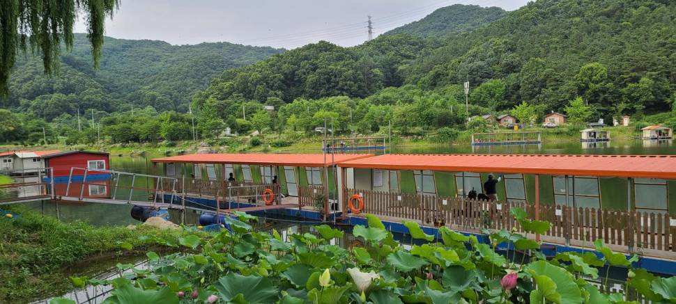 여름피서 양평낚시터 힐링 수곡낚시터 대박조황 어제도 나왔습니다 (유료터정보 - 유료터점주조황)
