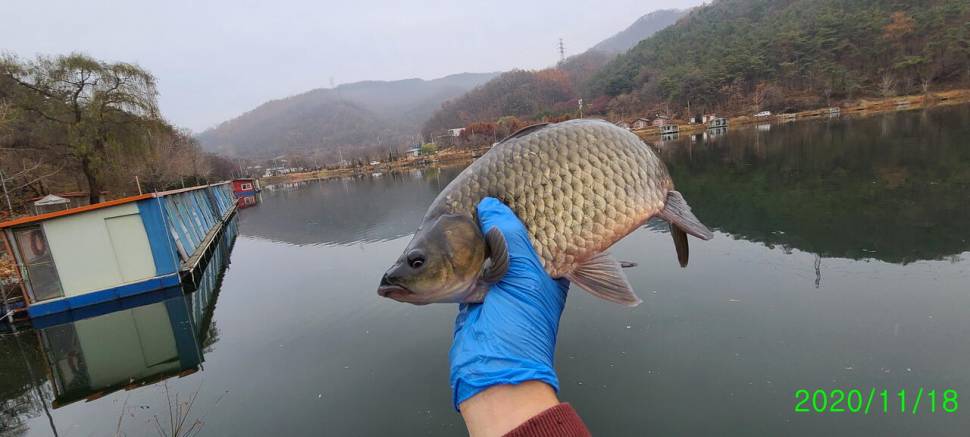 동절기 붕어낚시 힐링 수곡낚시터 주초 조황 및 금일 붕어방류 (유료터정보 - 유료터점주조황)