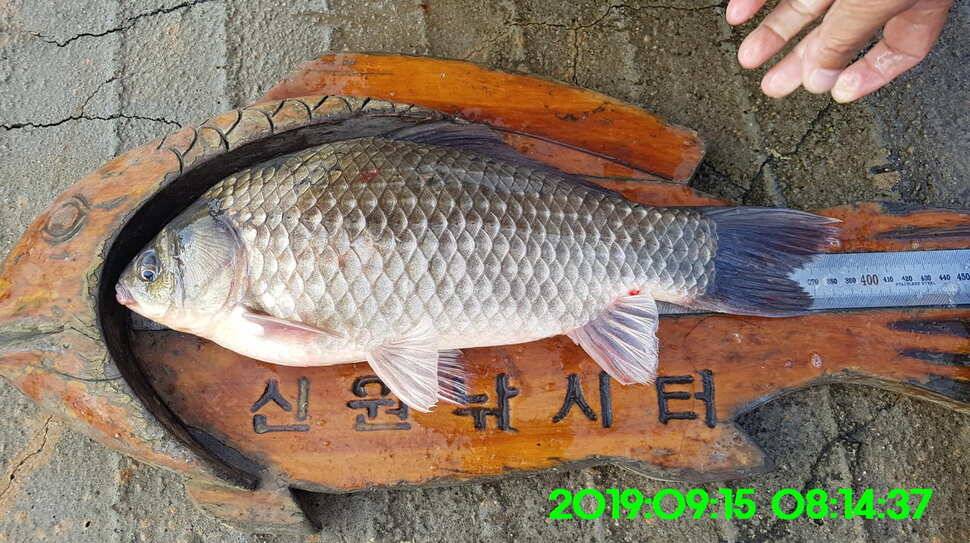 신원낚시터 토종대물 덩어리와 4짜가 마릿수로 (유료터정보 - 유료터점주조황)