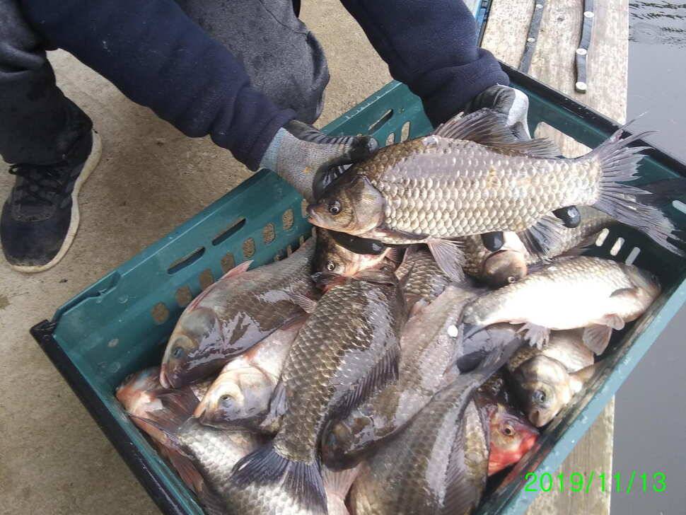 양평 힐링 수곡 낚시터 오늘도 자연산 대물붕어 방류 및 화요일 조황 안내 (유료터정보 - 유료터점주조황)