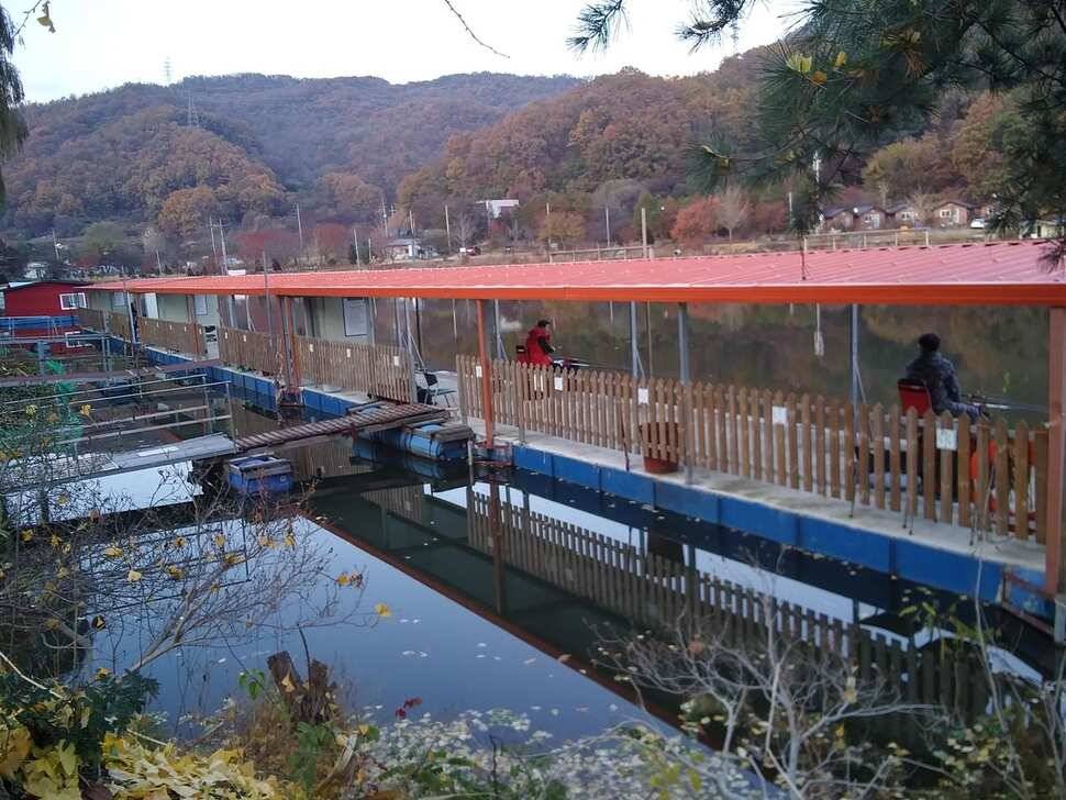 수곡낚시터 대호만 토종붕어 300키로 오늘 대량 방류 및 조황 소식 (유료터정보 - 유료터점주조황)