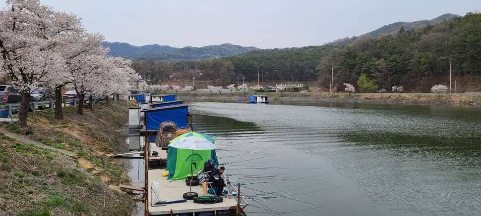 공주 고성낚시터 입니다 (유료터정보 - 유료터점주조황)