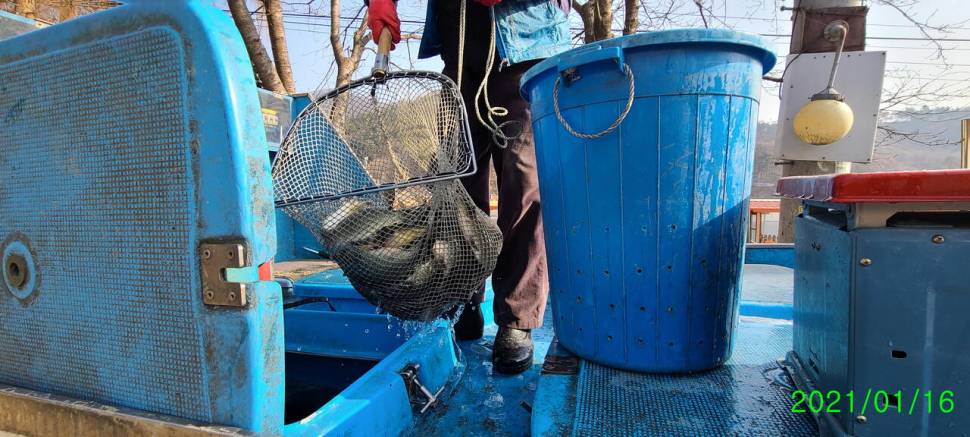 힐링 겨울붕어낚시 수곡낚시터 셋째주 조황 붕어 방류 안내 (유료터정보 - 유료터점주조황)