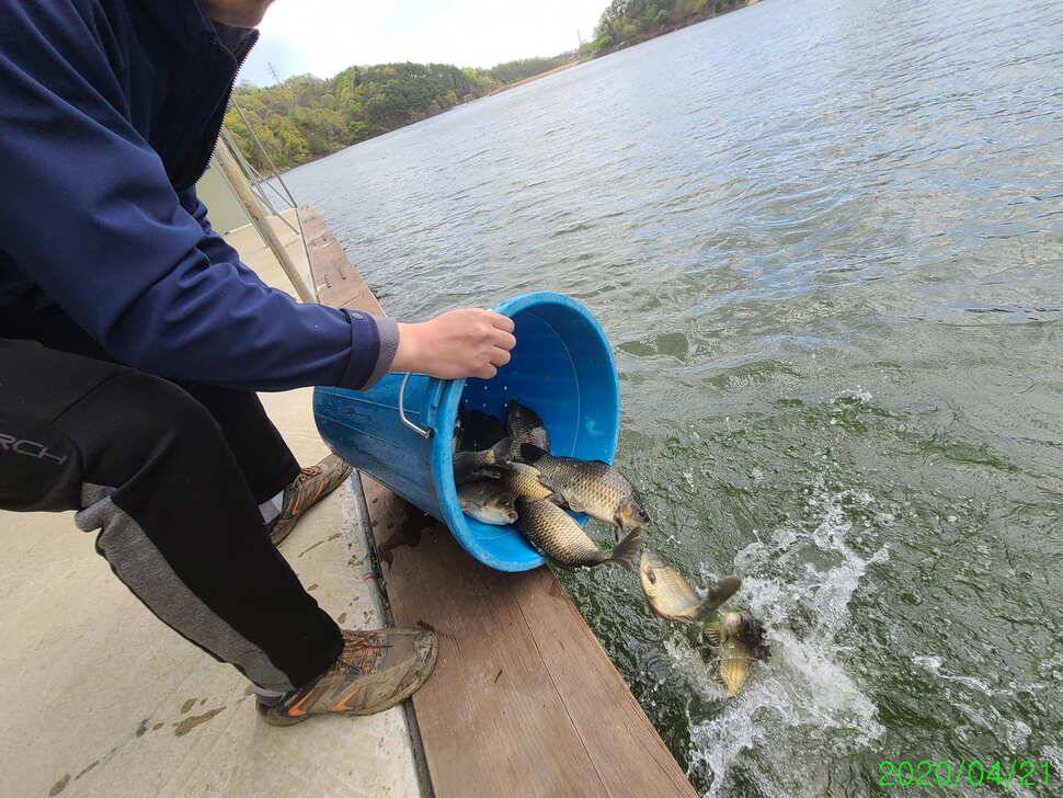 힐링 양평 수곡낚시터 4월 넷째주 주초 좋은 조황 및 붕어 방류 안내 (유료터정보 - 유료터점주조황)