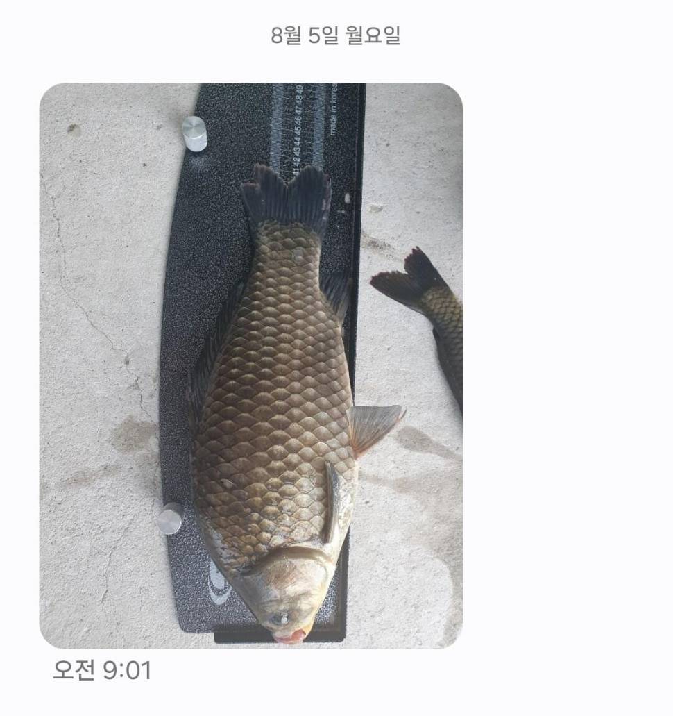 2024년 8월 둘째주 조황정보 용담낚시터사암지4짜 3마리 (유료터정보 - 유료터점주조황)