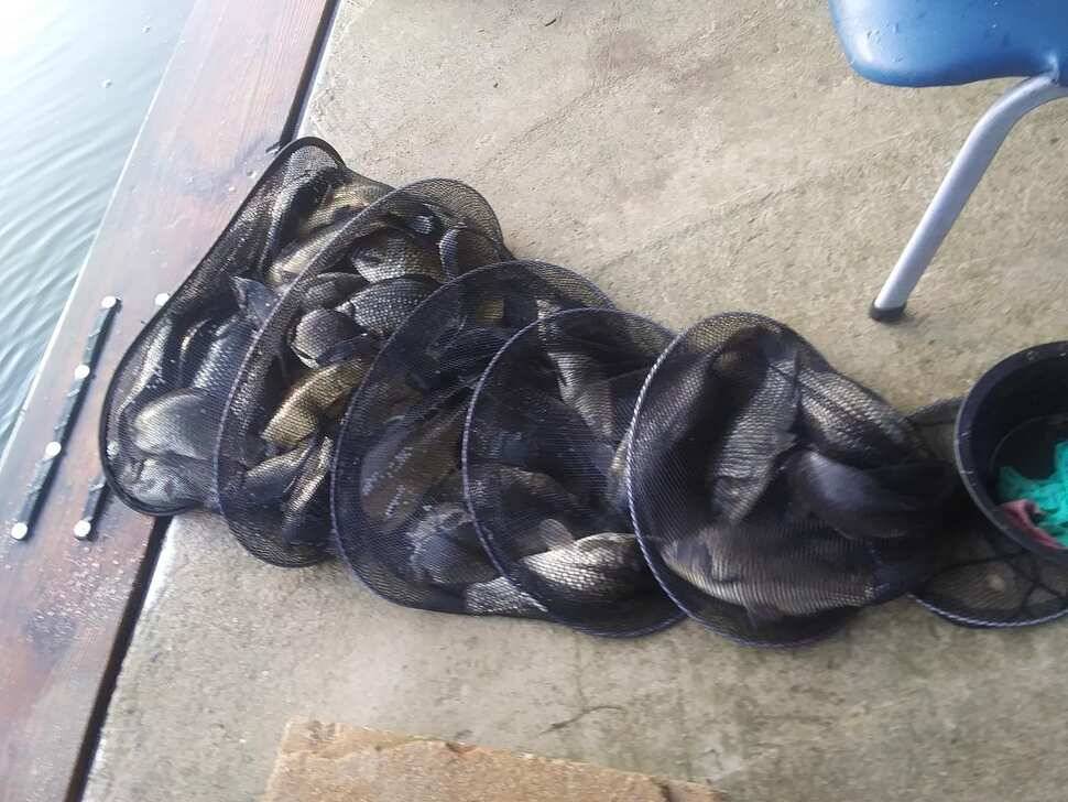 양평 힐링 수곡낚시터 어제 조황도 큰편차없이 고르게 괜찬았습니다 내일도 붕어방류 이어집니다 (유료터정보 - 유료터점주조황)