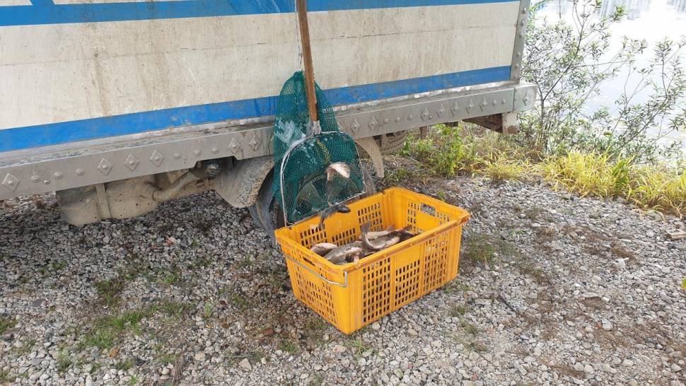 아산 명품 월랑낚시터 7월 두번째 조황이야기입니다 (유료터정보 - 유료터점주조황)