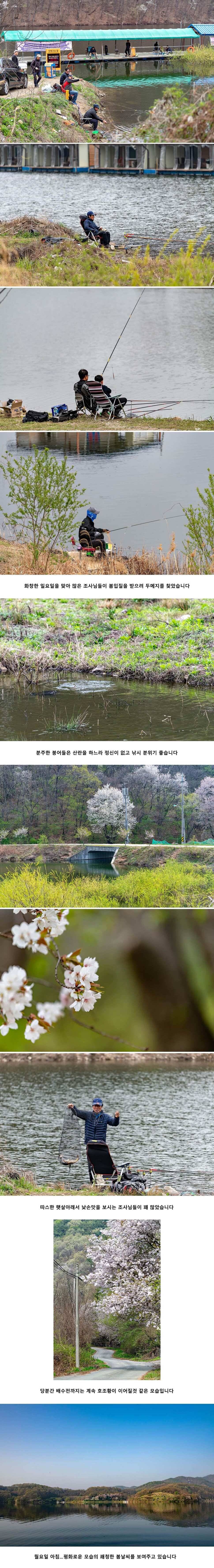 안성 두메낚시터 4월 22일 조황정보 (유료터정보 - 유료터점주조황)