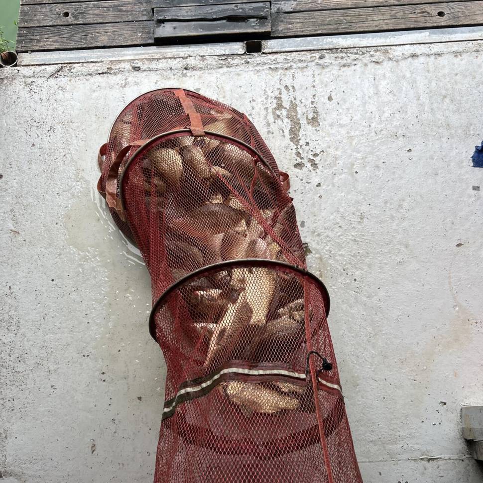 고담 낚시터 조황 입니다 (유료터정보 - 유료터점주조황)