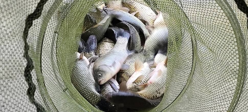 힐링 붕어낚시 92화요일 수곡낚시터 주초 조황도 안정된 조황입니다 (유료터정보 - 유료터점주조황)