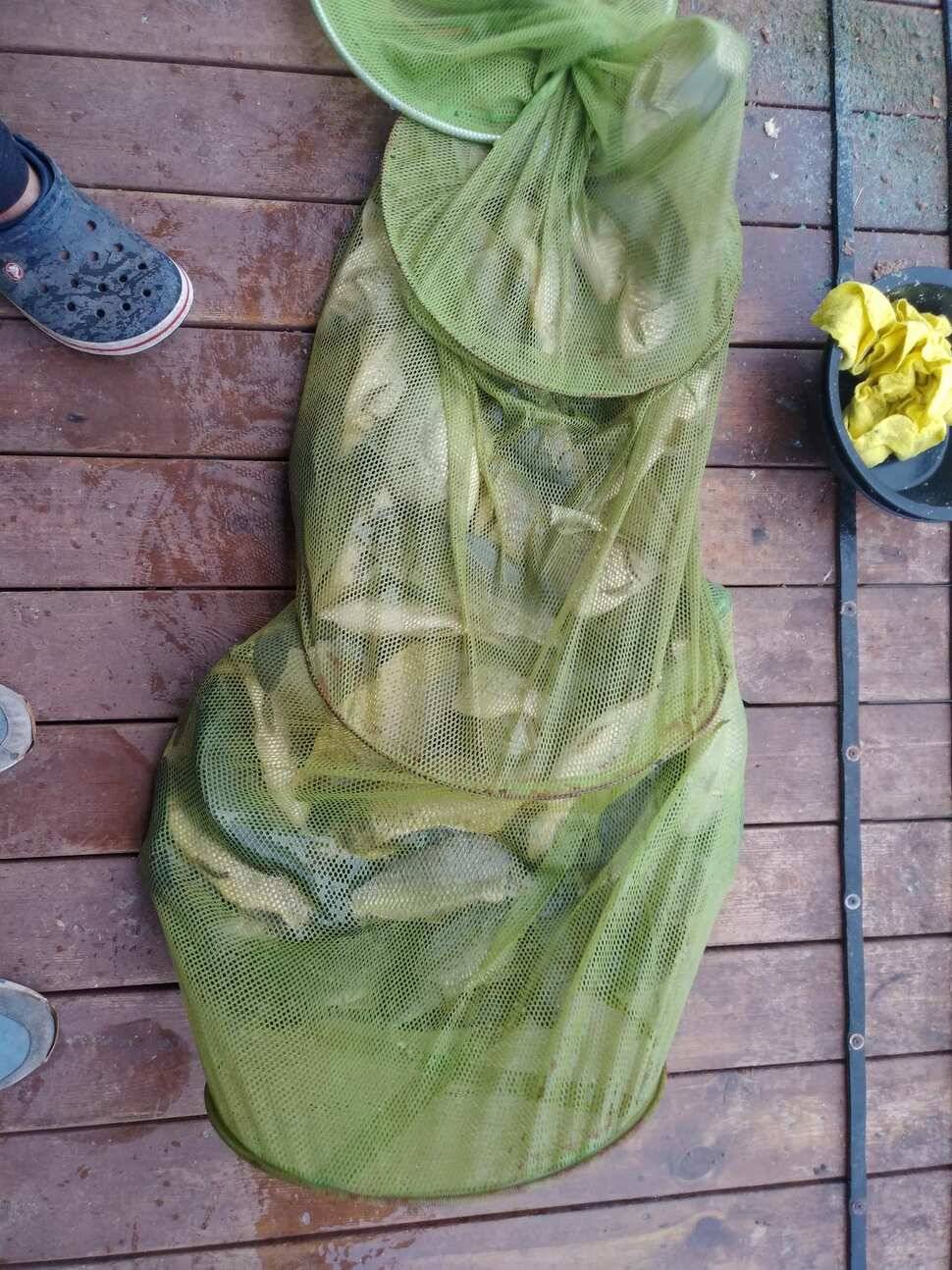붕어낚시 양평 수곡낚시터 어제조황도 고르게 잘 나와주었습니다 (유료터정보 - 유료터점주조황)