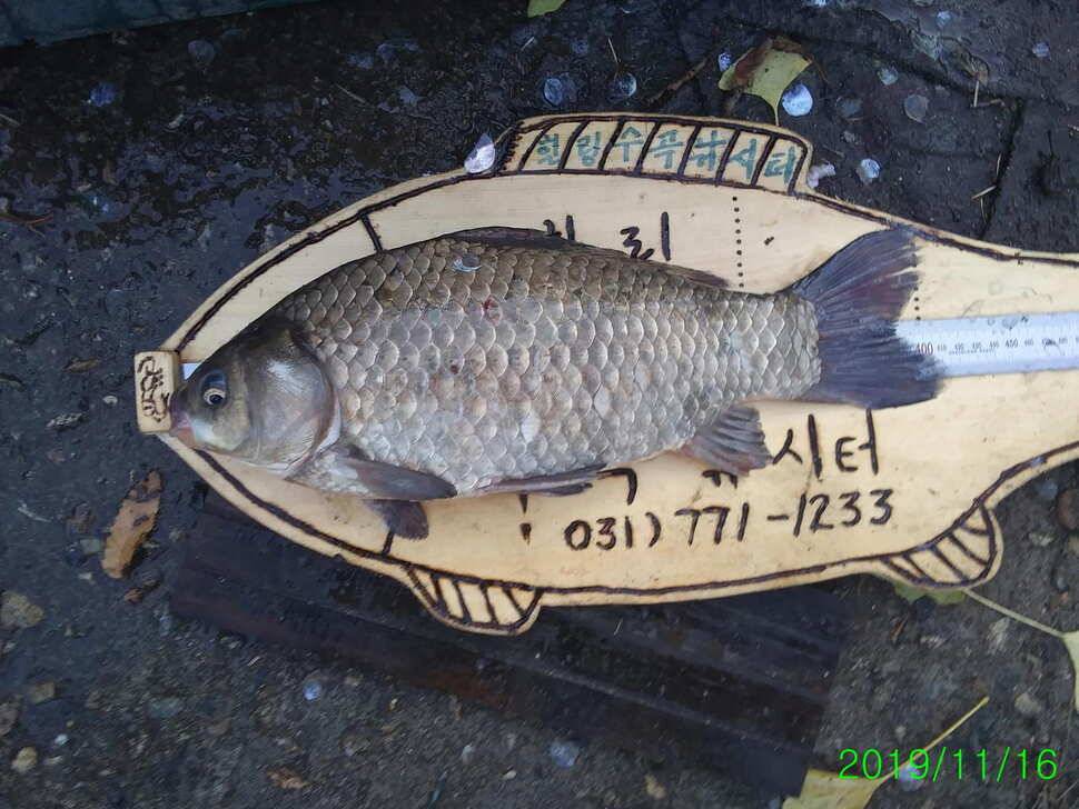 양평 수곡낚시터 자연산 4짜붕어 포함 대량 방류 및 노지 잔교 천막설치 완료하였습니다 (유료터정보 - 유료터점주조황)