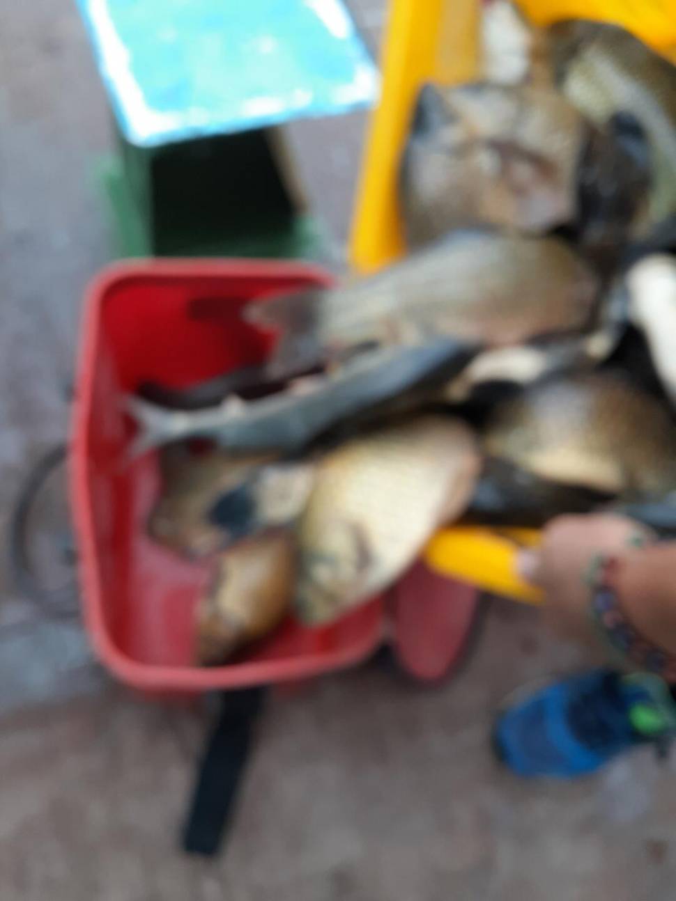 경주 동산낚시터붕어 전용 잡이터 지난주 조황 (유료터정보 - 유료터점주조황)