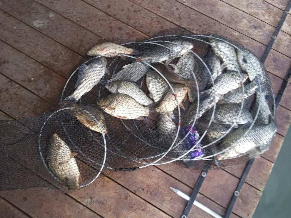 양평 힐링 수곡낚시터 바닥 토종대물 4짜 포함 붕어 마릿수도 꾸준히 늘어납니다 (유료터정보 - 유료터점주조황)