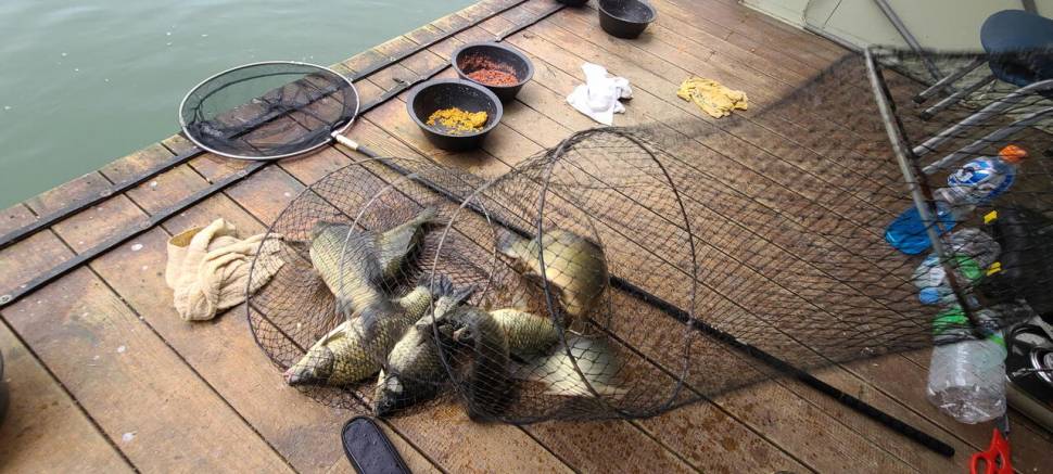 양평 힐링 수곡낚시터 셋째주 주중반 수목 조황입니다 (유료터정보 - 유료터점주조황)