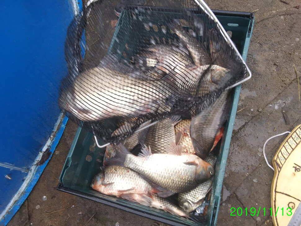 양평 힐링 수곡 낚시터 오늘도 자연산 대물붕어 방류 및 화요일 조황 안내 (유료터정보 - 유료터점주조황)