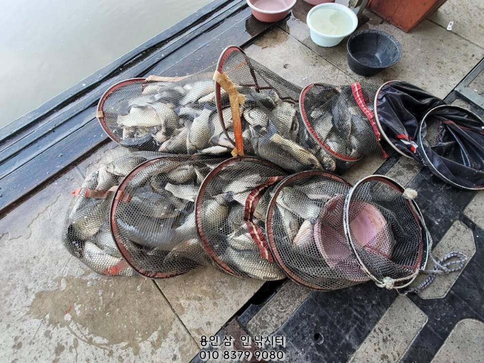 가깝고 물 좋고 경치 좋은 곳용인삼인낚시터 (유료터정보 - 유료터점주조황)
