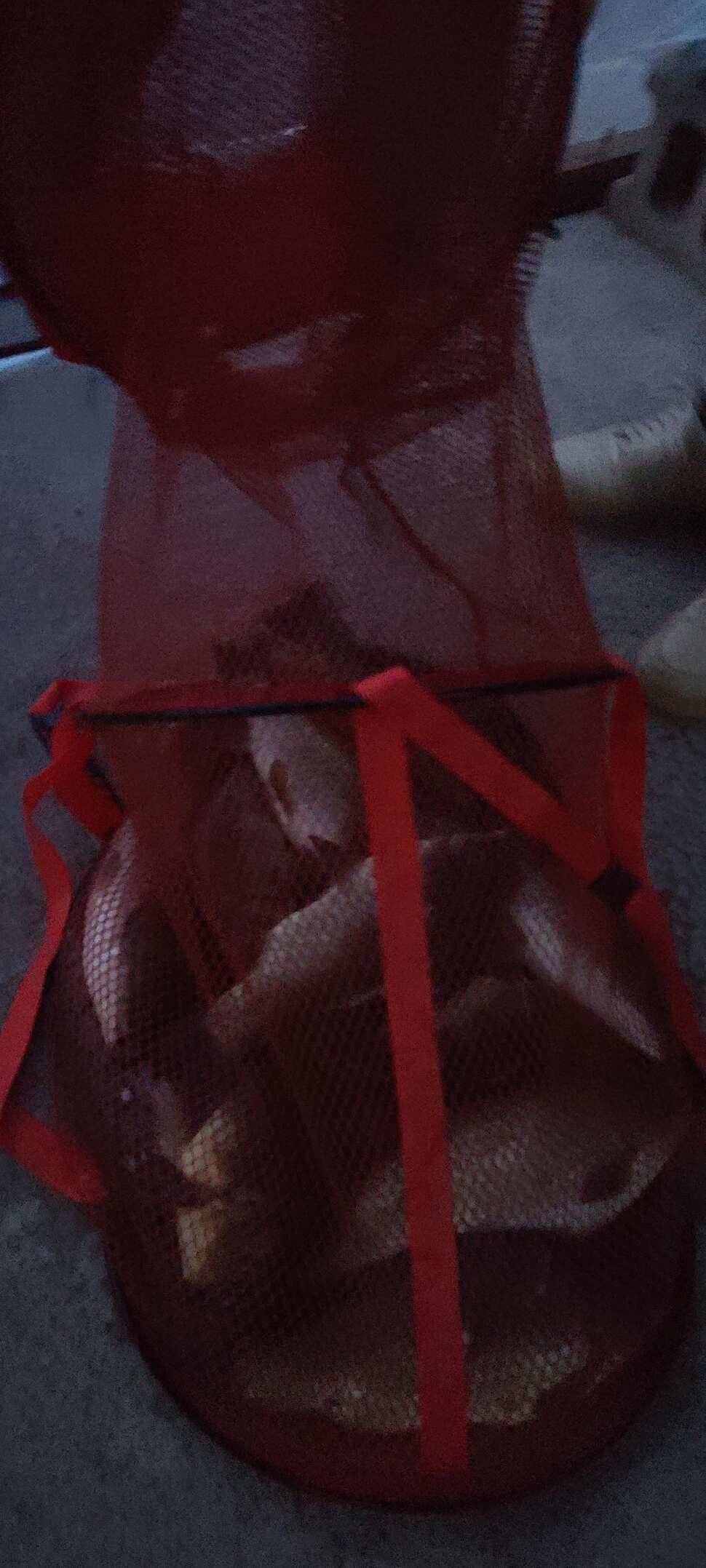 양평 지평 수곡낚시터 주말조황 5짜 붕어 포함 고르게 잘 나와주네요 (유료터정보 - 유료터점주조황)