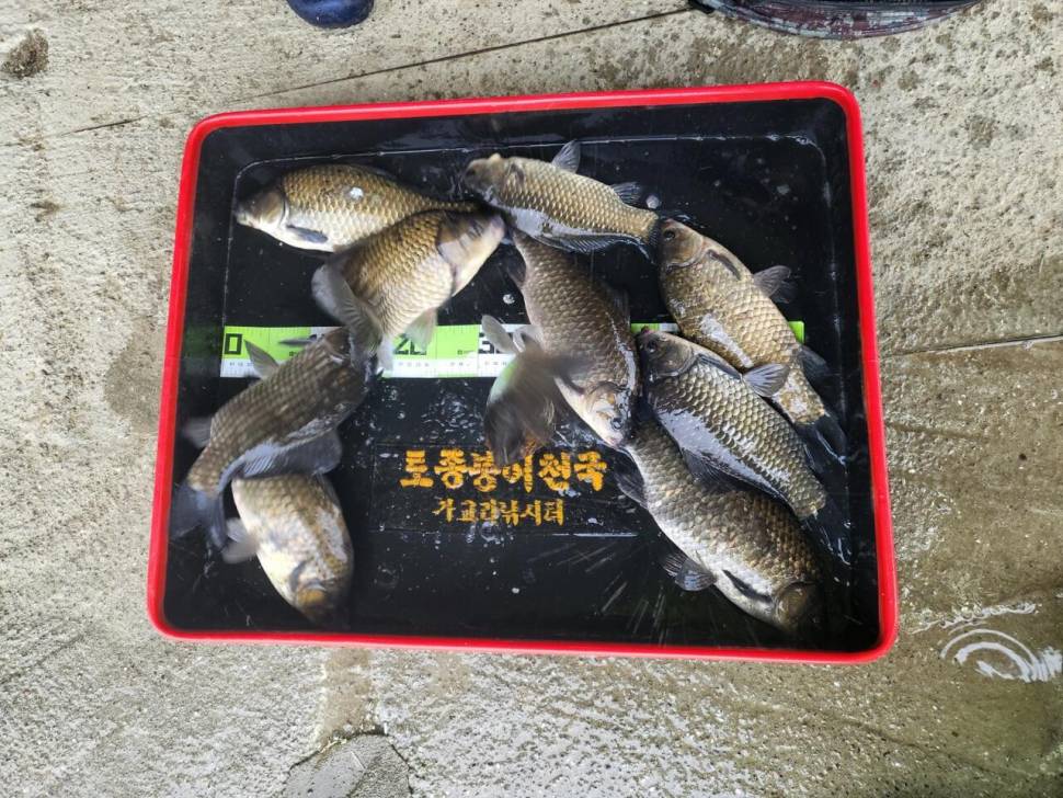 당진 가교리 낚시터 5월 6일 조황입니다 (유료터정보 - 유료터점주조황)