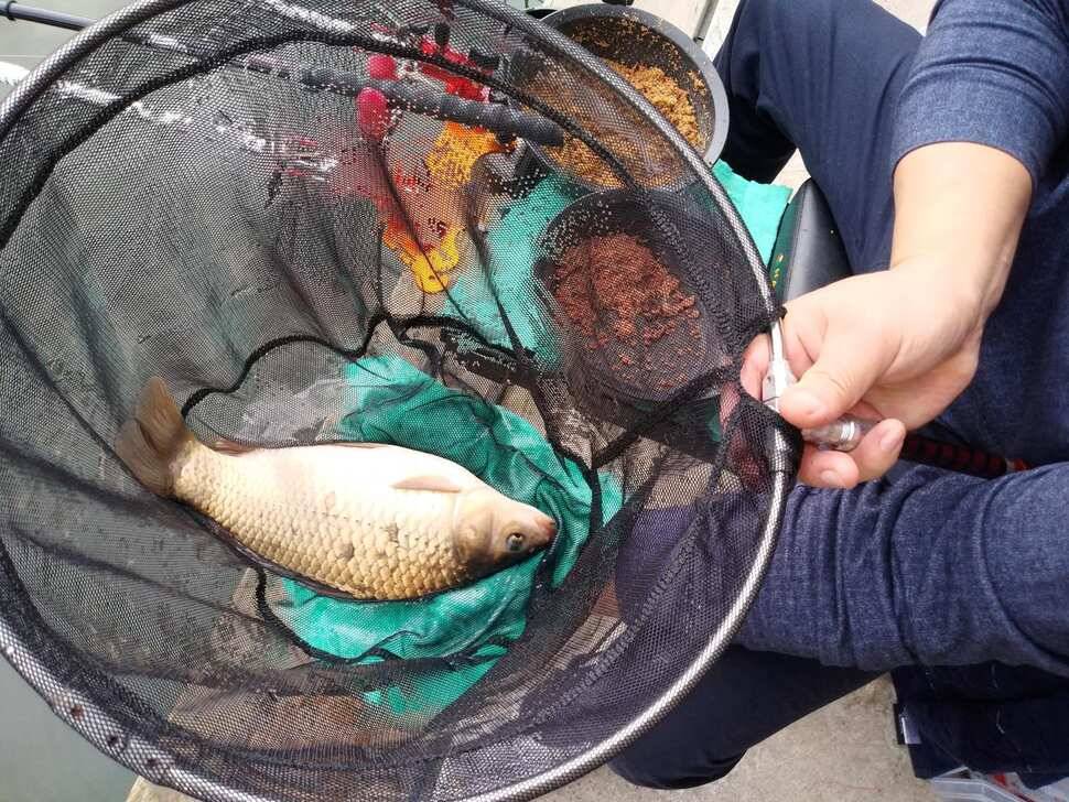 양평 수곡낚시터 9월28 오늘도 고르게 좋은 조황이 이어지고 있네요 오늘 붕어방류 완료하였습니다 (유료터정보 - 유료터점주조황)