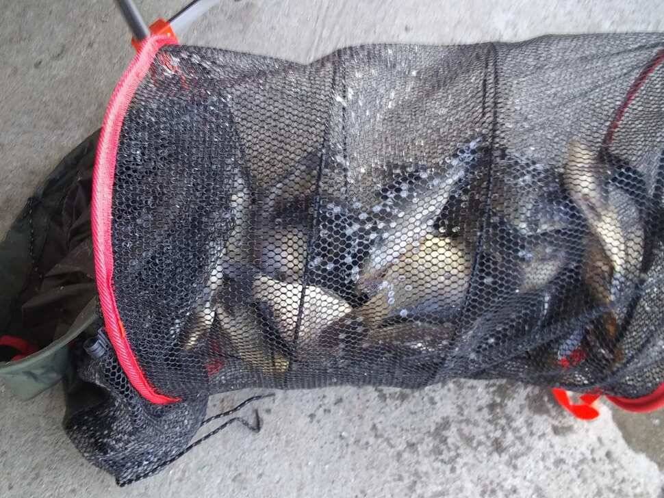 겨울붕어낚시 양평 수곡낚시터 주중 조황 기복이 많았습니다 내일 붕어방류 합니다 (유료터정보 - 유료터점주조황)