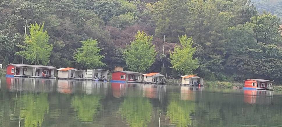 어제 월요일 출조 양평 수곡낚시터 호조황 및 고른 조황입니다 (유료터정보 - 유료터점주조황)
