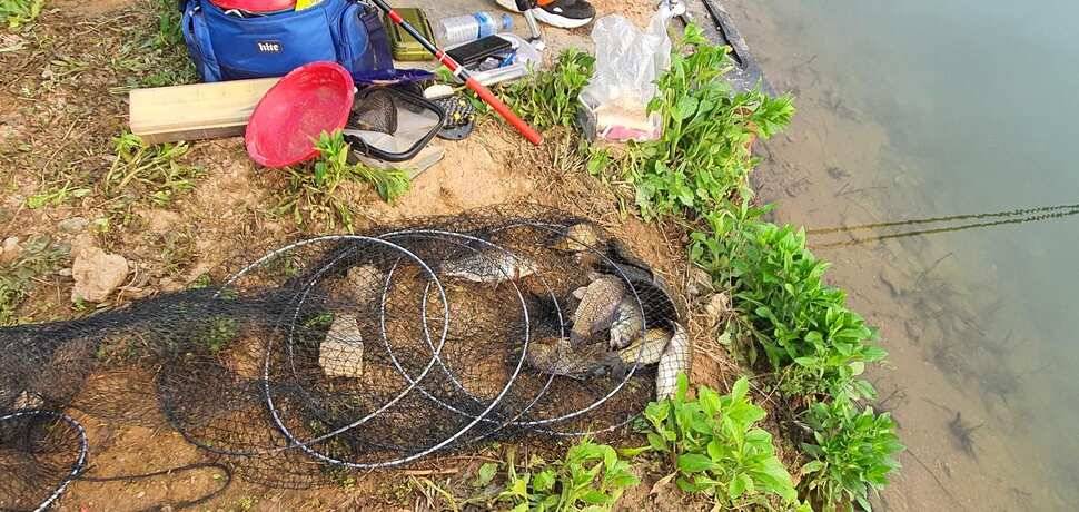 공주 고성낚시터 입니다 (유료터정보 - 유료터점주조황)
