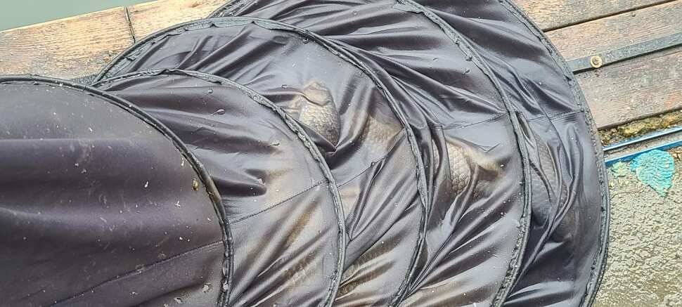 양평 지평 수곡낚시터 붕어100수 와 함게 조황이 꾸준합니다 (유료터정보 - 유료터점주조황)