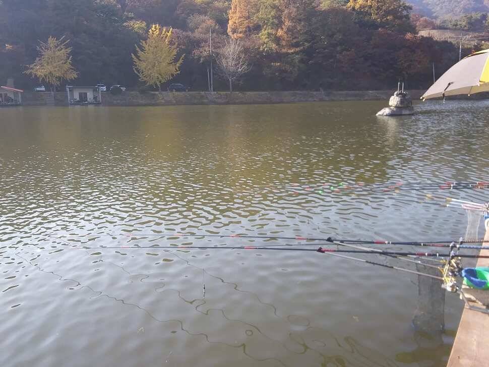 수곡낚시터 주말 조황 소식 및 붕어 방류 안내드려요 (유료터정보 - 유료터점주조황)