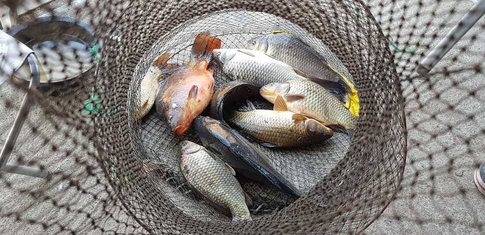 힐링 양평 수곡낚시터 주중 고른 조황이네요수상좌대 할인요금 및 주말 붕어방류 안내 (유료터정보 - 유료터점주조황)