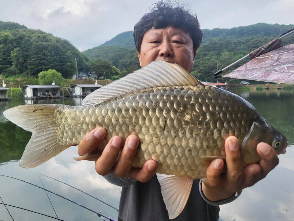 붕어 방류소식과 조황정보 전해드립니다 (유료터정보 - 유료터점주조황)