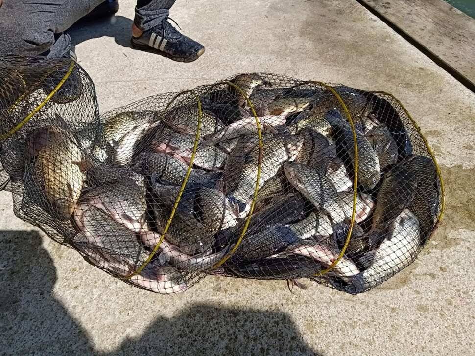 양평 붕어낚시 수곡낚시터 초대박 조황과 고른 조황이며 낮시간 부터 붕어들이 나와주네요 (유료터정보 - 유료터점주조황)