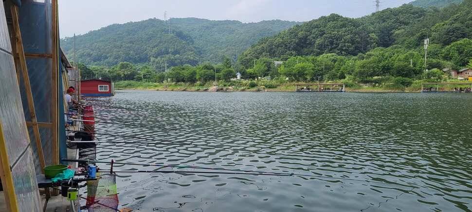 피서 여름낚시 힐링 수곡낚시터 금요일토요일 조황소식 입니다 (유료터정보 - 유료터점주조황)