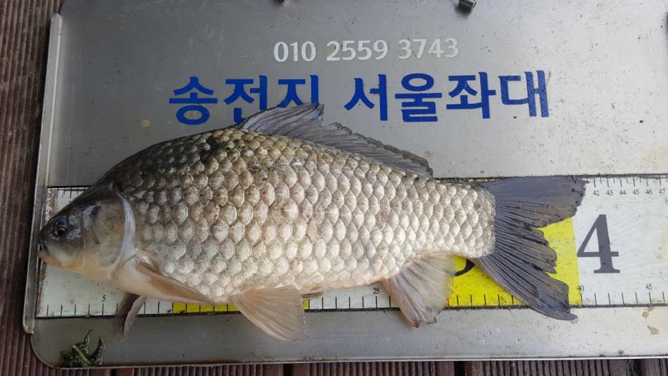송전지서울집좌대5월10일조황 (유료터정보 - 유료터점주조황)