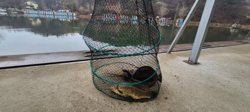 봄붕어낚시 힐링 양평 수곡낚시터 세째주말 조황 붕어방류 (유료터정보 - 유료터점주조황)