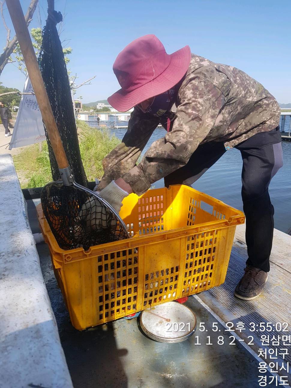 2021년 5월 둘째주 조황정보 용인 용담낚시터사암지 (유료터정보 - 유료터점주조황)