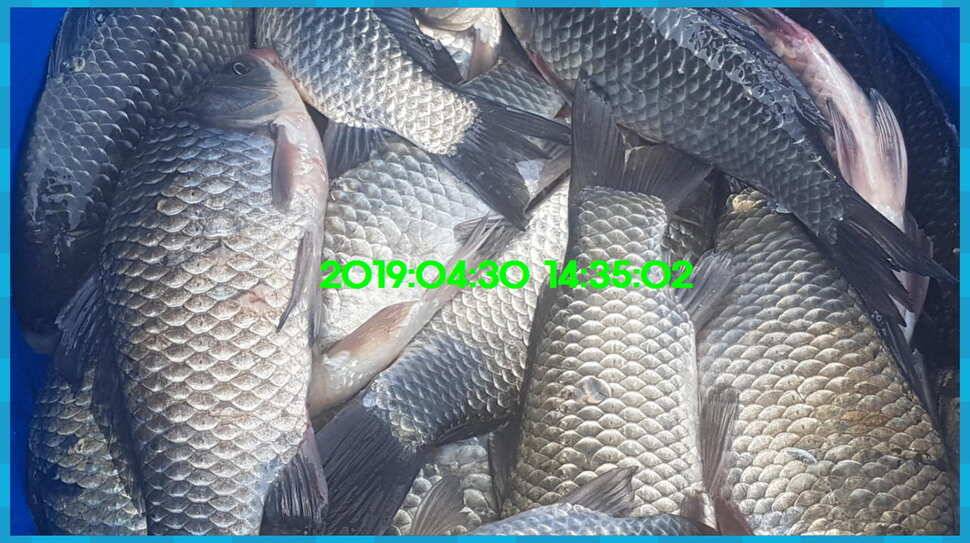 신원낚시터 토종대물 방류 소식과 조황입니다 (유료터정보 - 유료터점주조황)