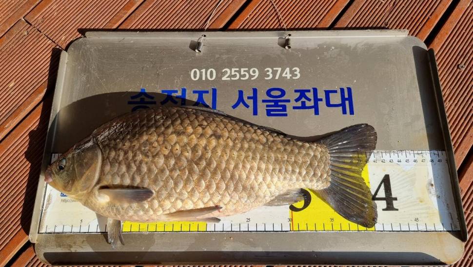 송전지서울좌대4월10일조황 (유료터정보 - 유료터점주조황)