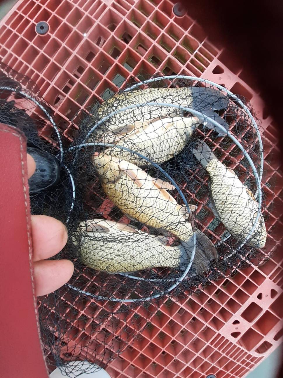 경주동산낚시터붕어 전용잡이터지난주 조황 (유료터정보 - 유료터점주조황)