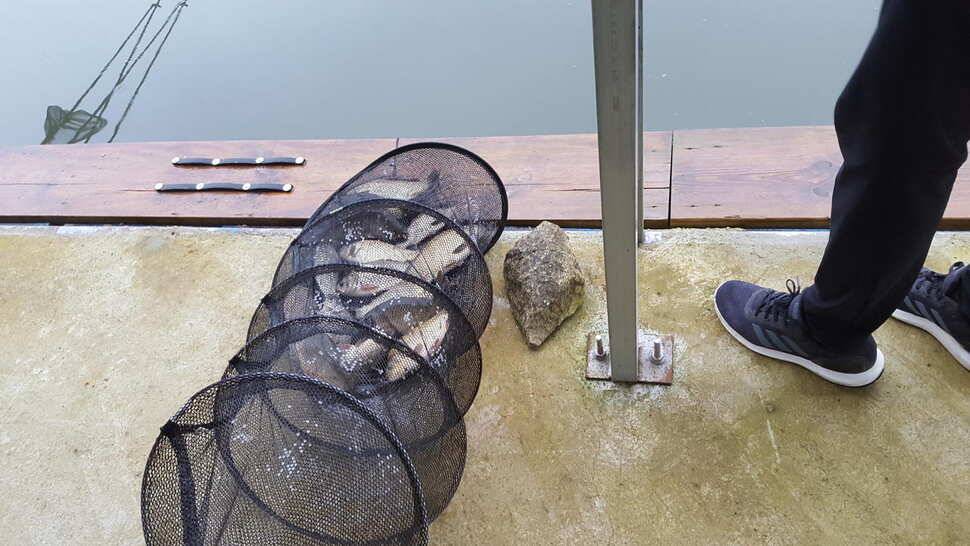 힐링 양평 수곡낚시터 추석연휴 무휴 개장 주말 조황 소식 및 붕어방류 안내 (유료터정보 - 유료터점주조황)