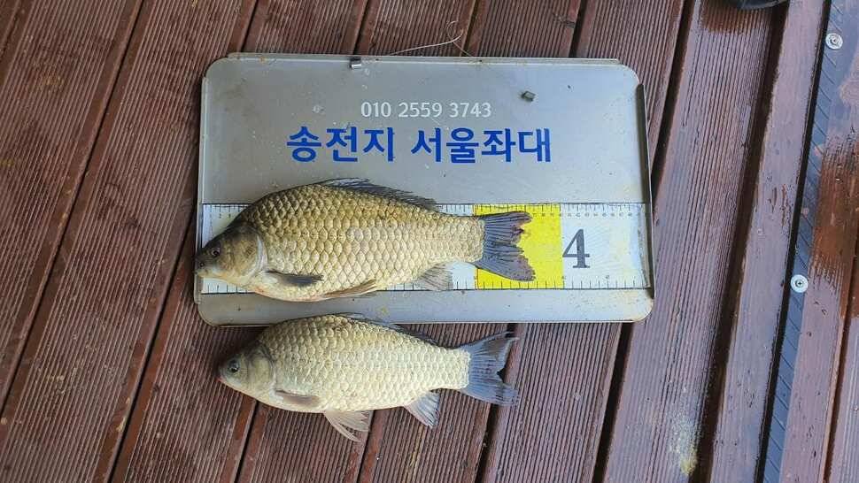 송전지서울좌대6월14일조황 (유료터정보 - 유료터점주조황)