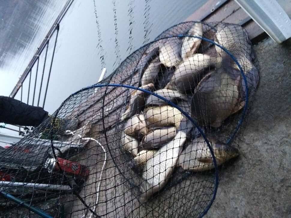 양평 수곡낚시터 새해 첫주 주중 조황 및 붕어 방류 안내 (유료터정보 - 유료터점주조황)