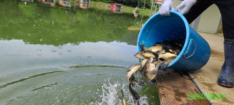 9월 첫날 양평 수곡낚시터 고르고 꾸준한 조황이며 금일 방류 완료 (유료터정보 - 유료터점주조황)