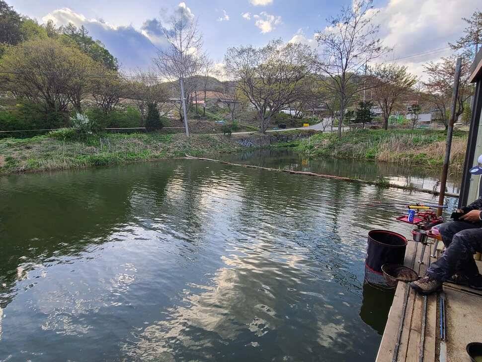 힐링 양평 수곡낚시터 4월 넷째주 주초 좋은 조황 및 붕어 방류 안내 (유료터정보 - 유료터점주조황)