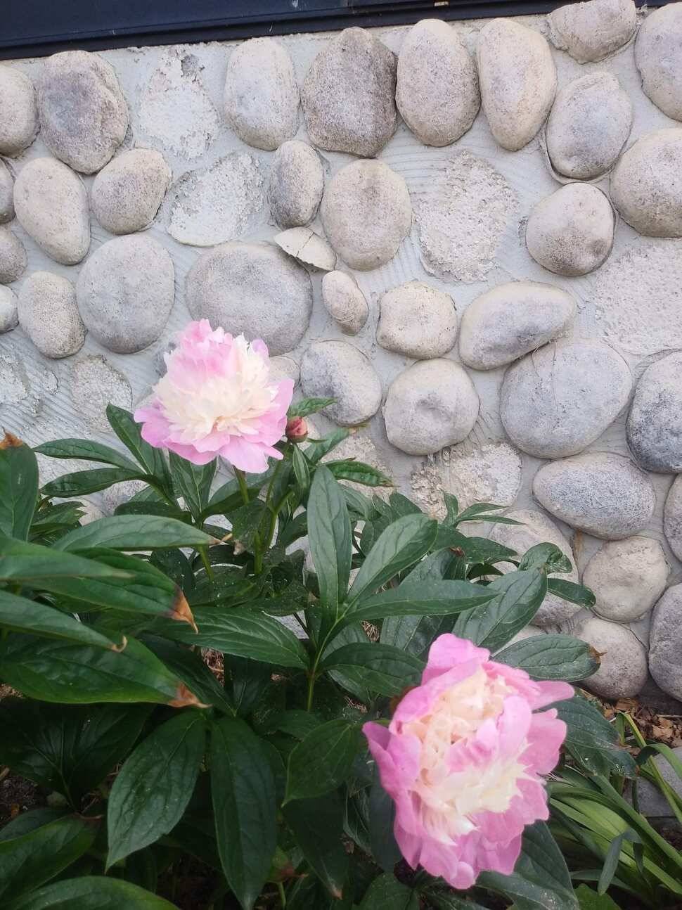아산 안골지 조황정보 입니다 (유료터정보 - 유료터점주조황)