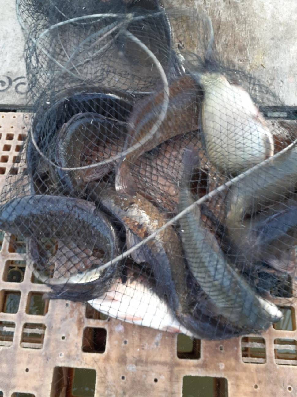 경주 동산낚시터붕어 전용잡이터 지난주 조황 (유료터정보 - 유료터점주조황)
