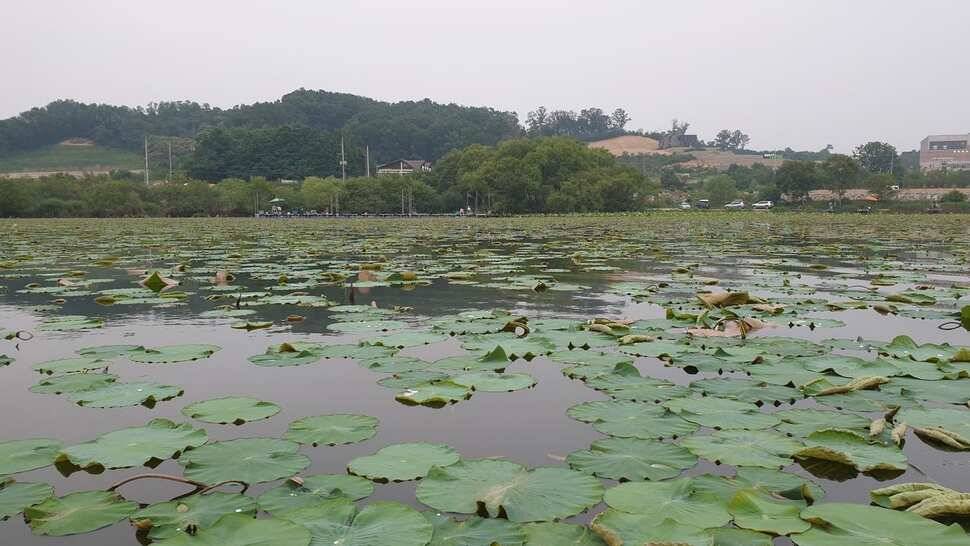 아산 명품 월랑낚시터 6월 두번째 조황이야기입니다 (유료터정보 - 유료터점주조황)