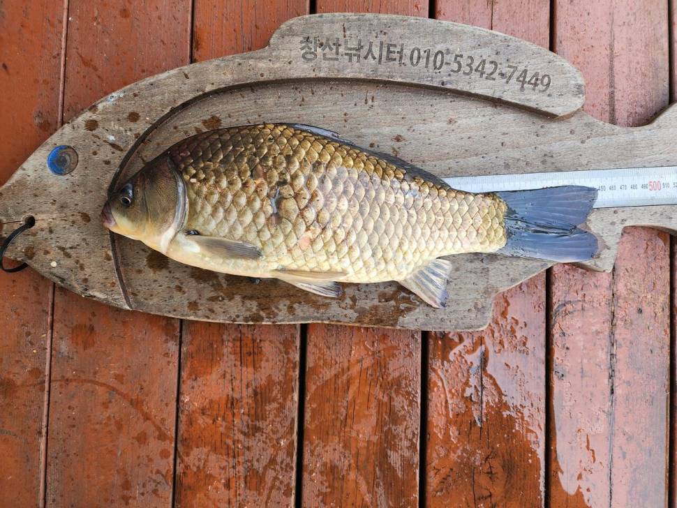 송전지 창신집 45cm 대박 조황 (유료터정보 - 유료터점주조황)