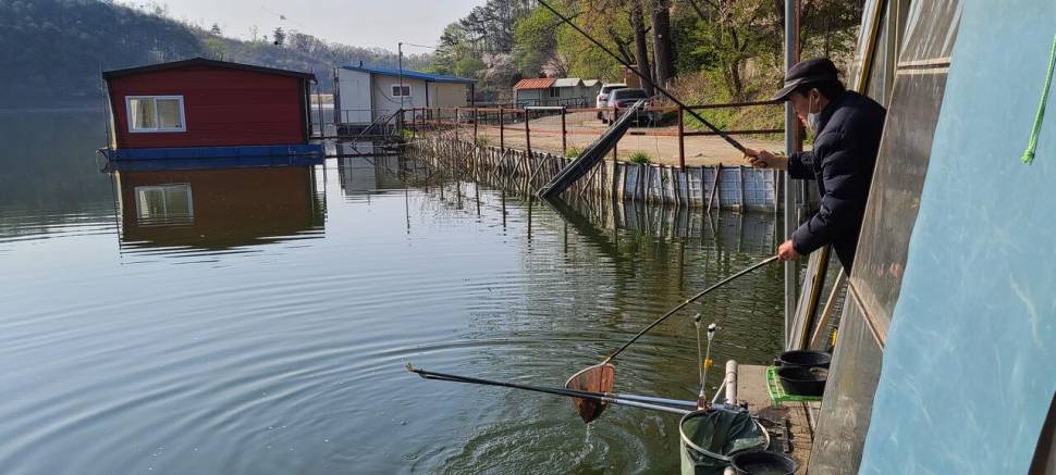 4월 둘째주말 양평 힐링 수곡낚시터 조황 및 붕어 방류 (유료터정보 - 유료터점주조황)
